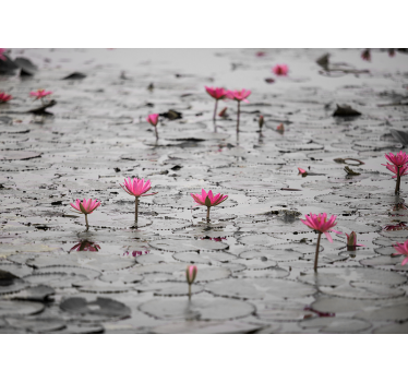 Rolgordijn woonkamer loto bloemen op water grijswaarden - TenStickers