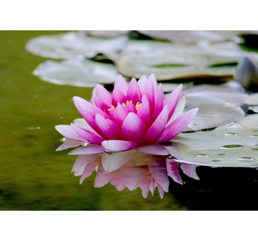 Rolgordijn woonkamer roze zen lotusbloem - TenStickers