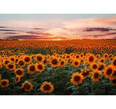 Rolgordijn woonkamer zonnebloem zonsondergang - TenStickers
