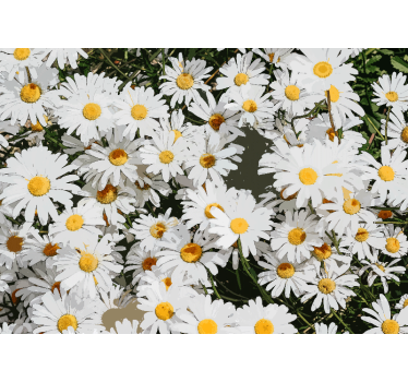 Rolgordijn woonkamer daisy geschilderd veld - TenStickers