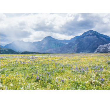 Rolgordijn woonkamer veld met kleine bloemen - TenStickers