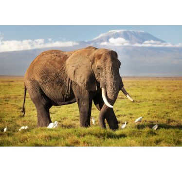 Rolgordijn woonkamer kilimanjaro olifant - TenStickers