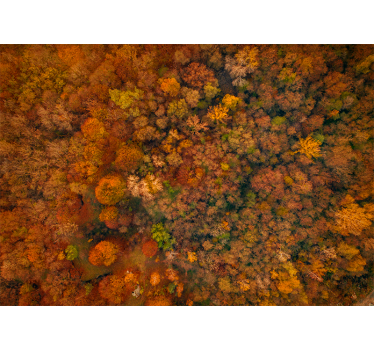 Rolgordijn woonkamer mooie bomen esthetische kleuren - TenStickers