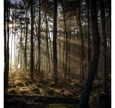 Rolgordijn woonkamer natuur zonsopgang in het bos - TenStickers