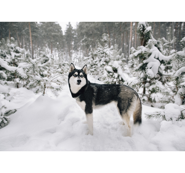 Wit rolgordijn winterbos en huskyhond - TenStickers