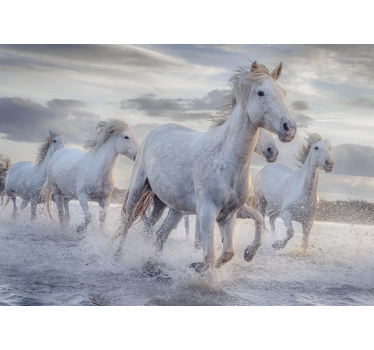 Wit rolgordijn waterende paarden fotobehang - TenStickers