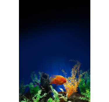 Dieren rolgordijnen Aquarium leven - TenStickers