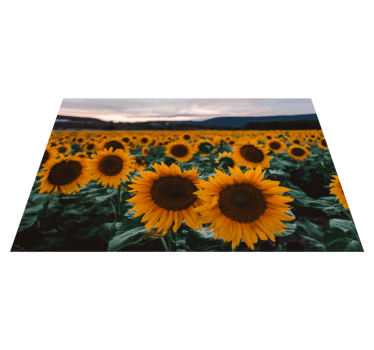 Originele placemat zonnebloemveld uitzicht - TenStickers