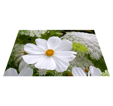 Originele placemat elegante witte bloesem - TenStickers