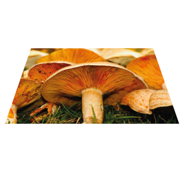 Originele placemat champignons met ramen - TenStickers
