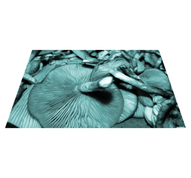Placemat paddenstoel close-up - TenStickers