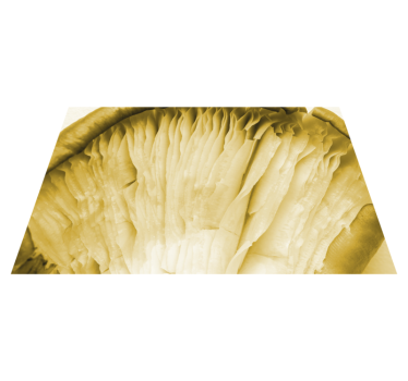 Placemat gebogen bladlagen - TenStickers