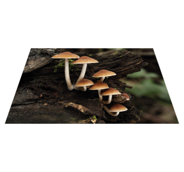 Originele placemat paddenstoelencluster portret - TenStickers