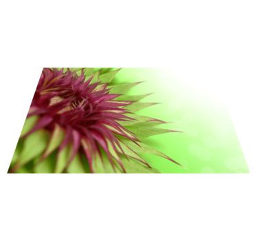 Stijlvolle distel placemat - TenStickers