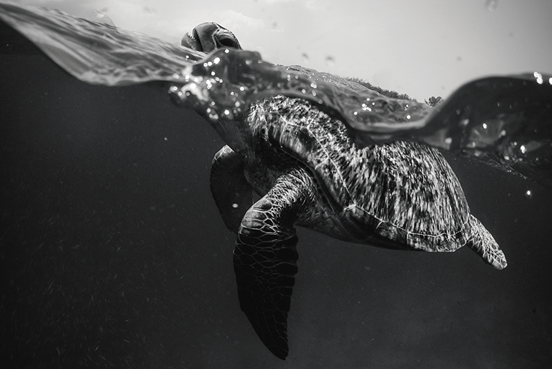 Placemat schildpad onderwater scene - TenStickers