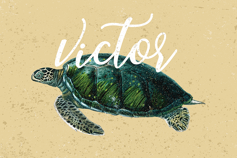 Schildpadden placemats Zeeschildpad met naam - TenStickers