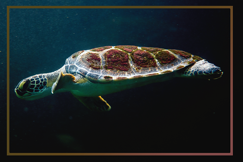 Originele placemat schildpad aquatisch landschap - TenStickers