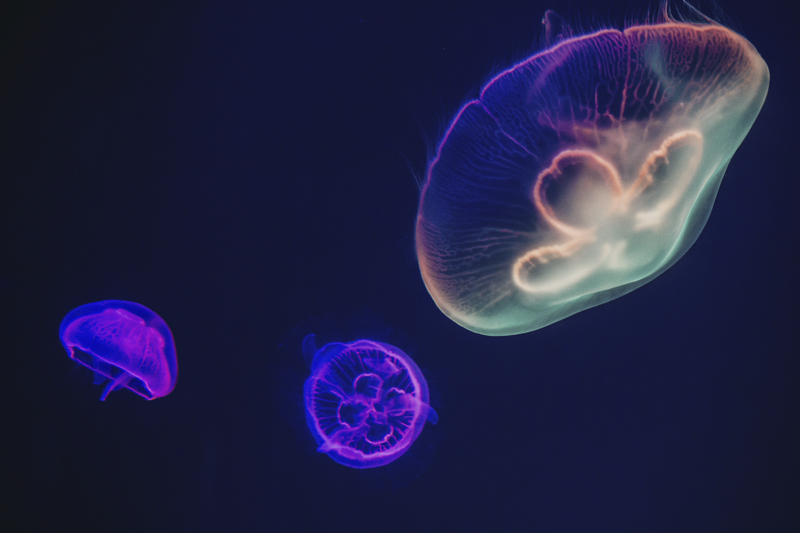 Placemat met naam kleurrijk meduse thema - TenStickers