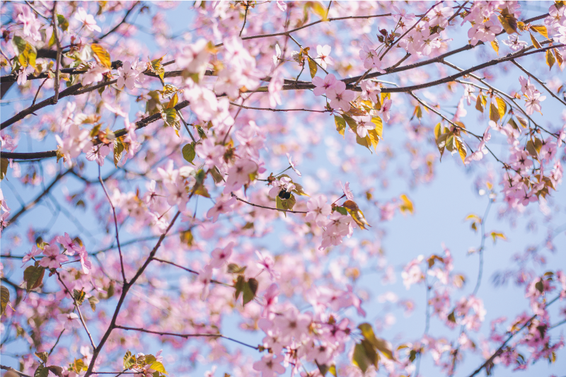 Placemat bloeiende kersenbloesem - TenStickers