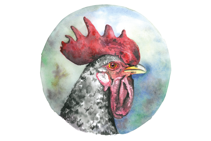 Originele placemat kleurrijk hanenportret - TenStickers