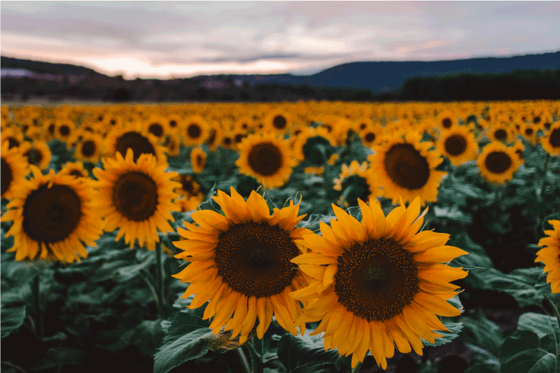 Originele placemat zonnebloemveld uitzicht - TenStickers
