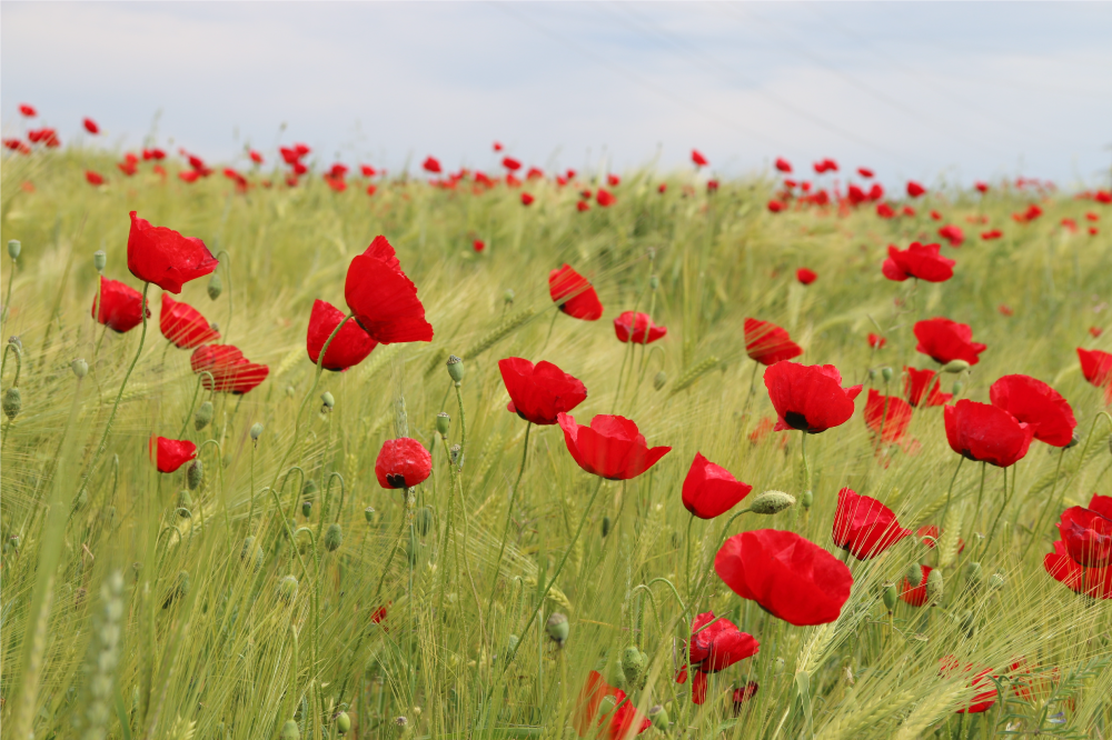 Originele placemat poppy field - TenStickers