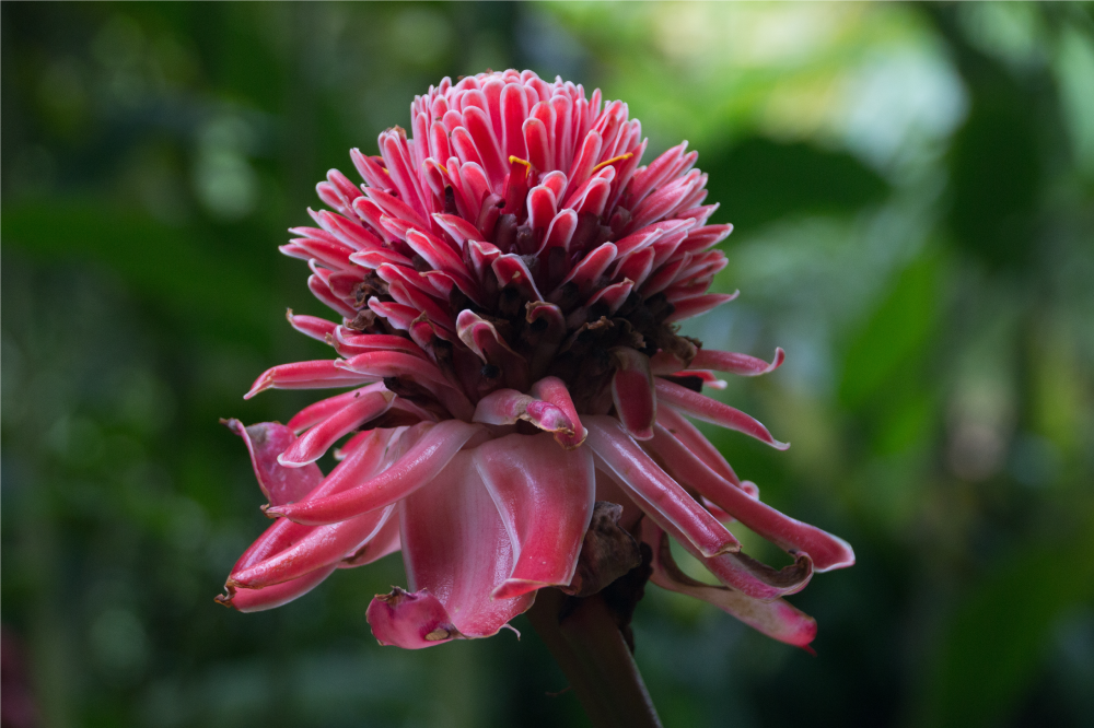 Originele placemat tropisch bloemarrangement - TenStickers