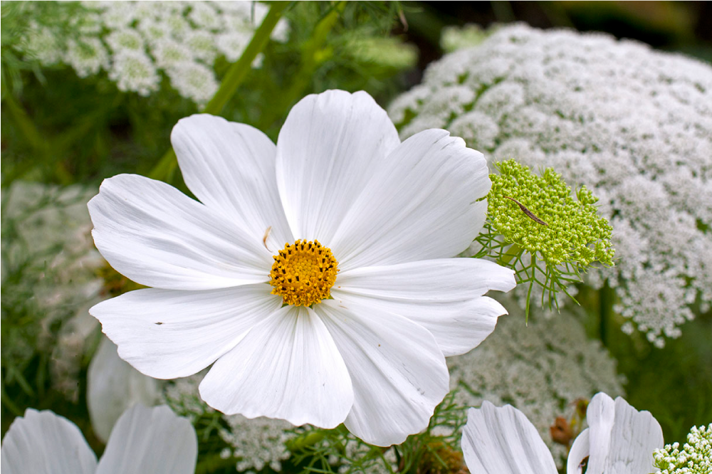 Originele placemat elegante witte bloesem - TenStickers