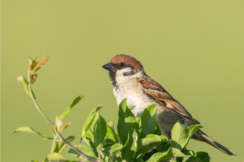 Moderne placemat vogel op groen - TenStickers