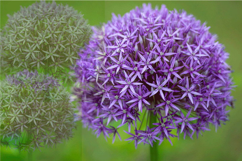 Placemat prachtige paarse bloemen - TenStickers