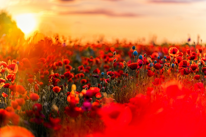 Placemat poppy field sereniteit - TenStickers