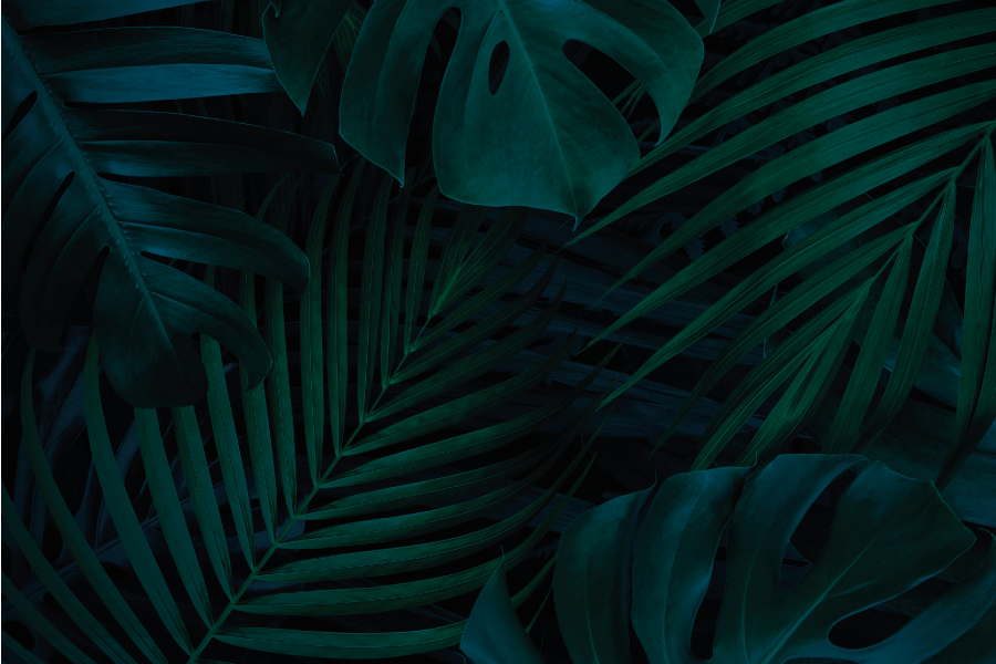 Placemat tropische blad aantrekkingskracht - TenStickers