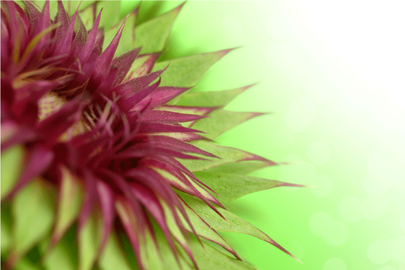 Stijlvolle distel placemat - TenStickers