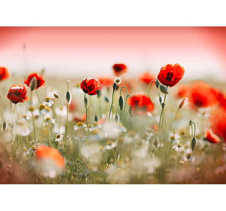 Poppy flower foto fotobehang - TenStickers