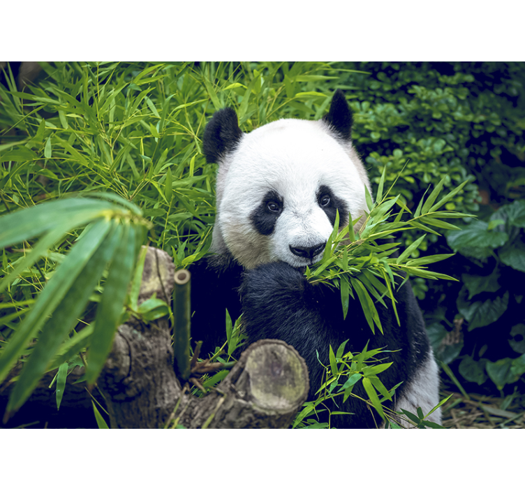 Bamboe fotobehang panda in een schaduw - TenStickers
