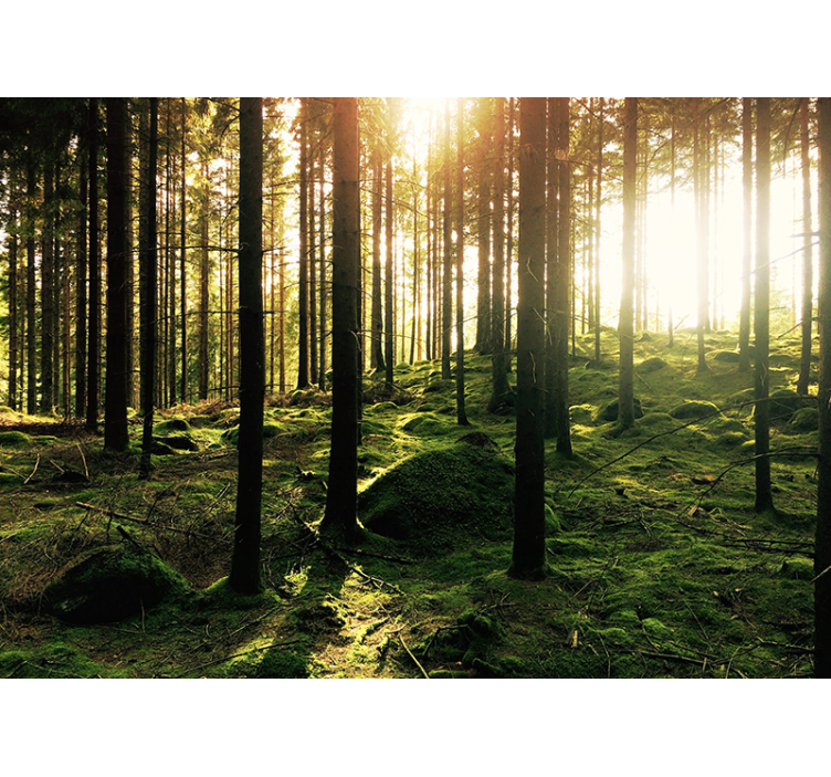 Natuur fotobehang met veel bomen en groen - TenStickers
