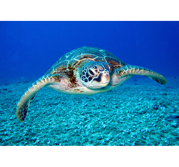 Fotobehang dieren Karetschildpad zeeschildpad - TenStickers