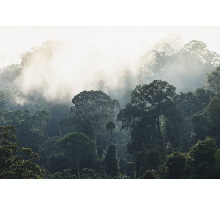 Fotobehang natuur mistig boszicht - TenStickers