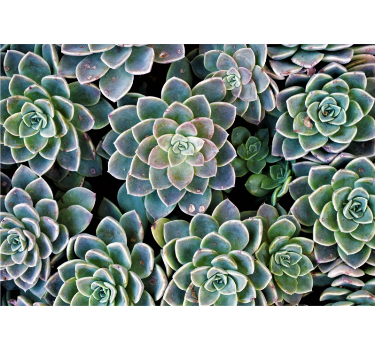 Succulente plantencollectie fotobehang natuur - TenStickers