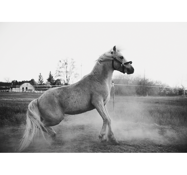 Foto behang dieren galopperend pony - TenStickers