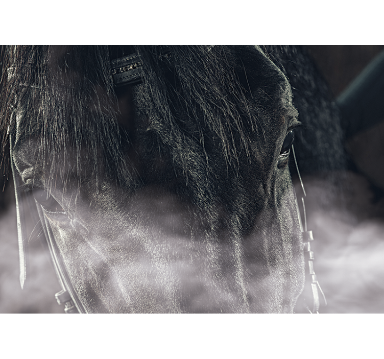 Majestueuze paardenclose-up foto behang dieren - TenStickers