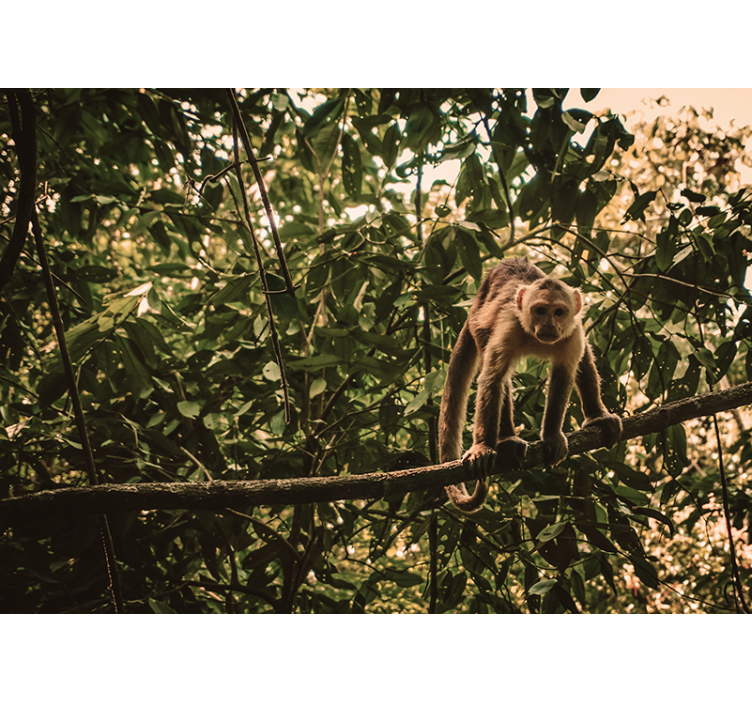 Aap op tak foto behang dieren - TenStickers