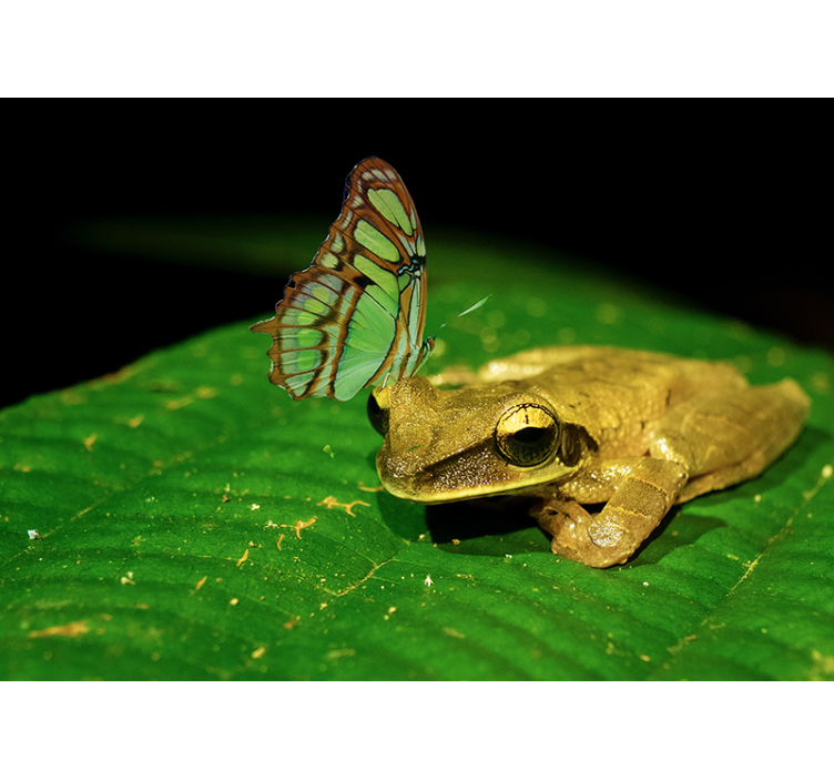 Kikker en vlinder foto behang dieren - TenStickers