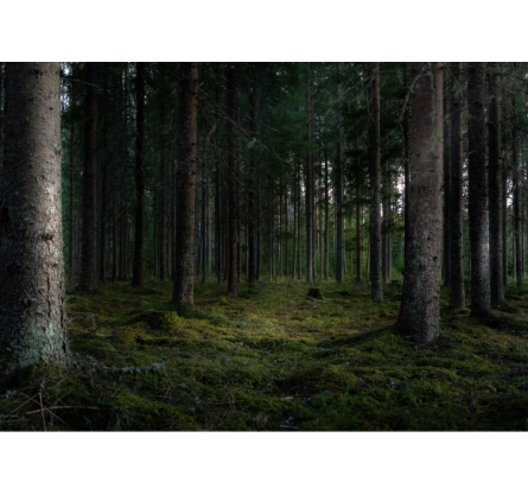 Weelderig boslandschap foto behang bos - TenStickers