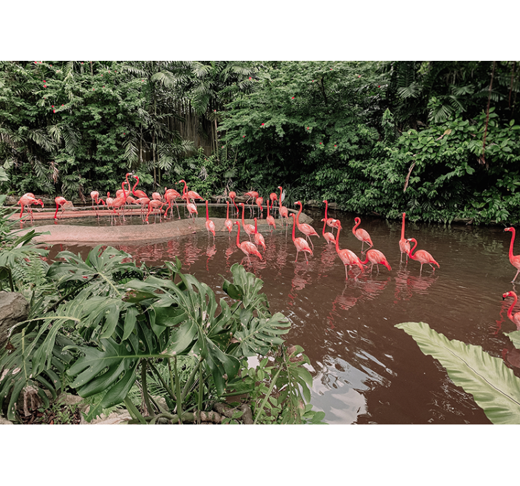 Flamingo's bij het water foto behang dieren - TenStickers