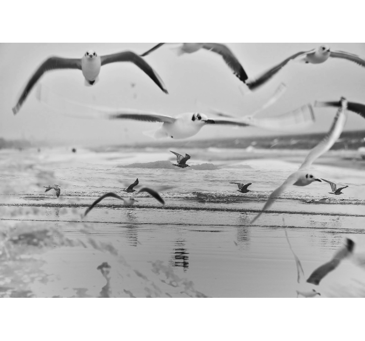 Meeuwen boven de oceaan foto behang dieren - TenStickers