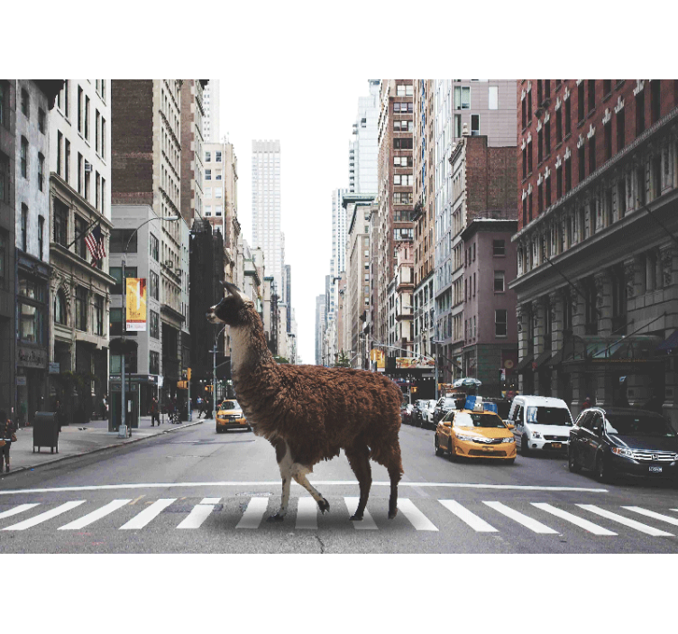 Foto behang dieren llama op straat - TenStickers