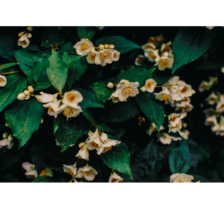 Bloemen foto behang delicate witte bloesems - TenStickers