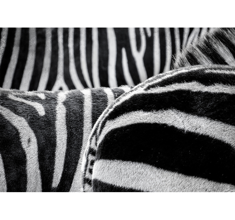 Realistische zebrastrepen foto behang dieren - TenStickers