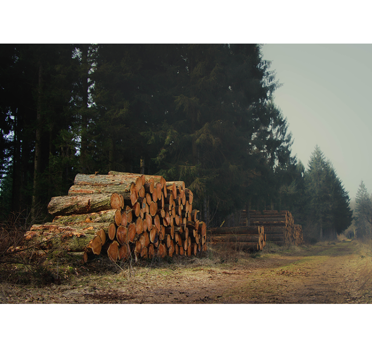 Houtstapels in het bos foto behang bos - TenStickers